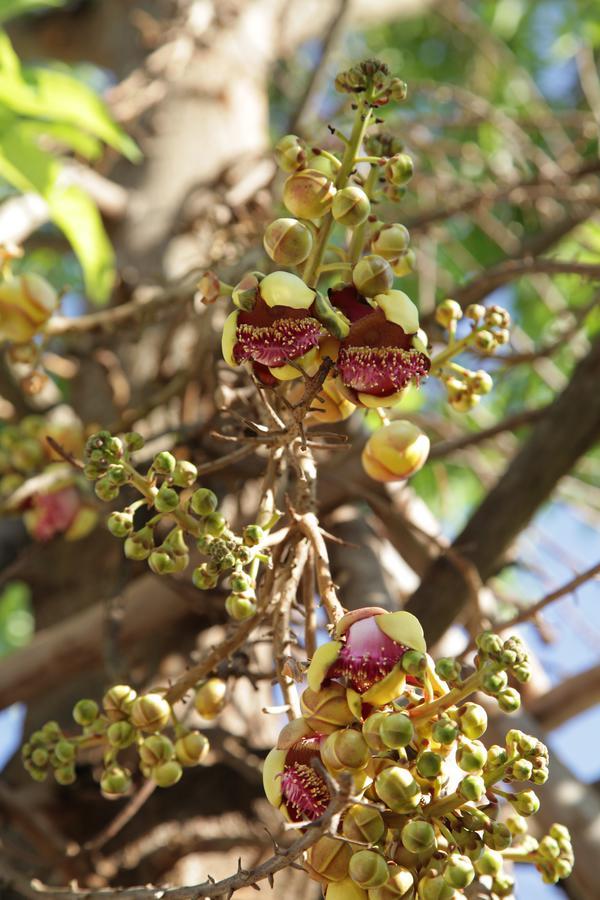 U Duay Gan Garden Home أوبونراتْشاتاني المظهر الخارجي الصورة